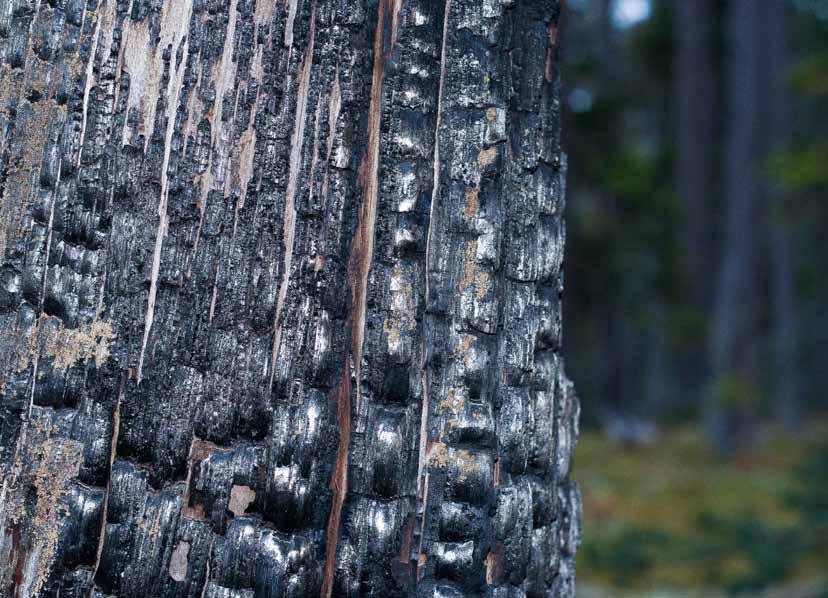 Del av en furugadd med synlige spor fra en brann langt tilbake i tid. Foto: Finn Audun Grøndahl Gammel skog med mye akkumulert død ved vil også være mer tilbøyelig for omfattende vindfall.