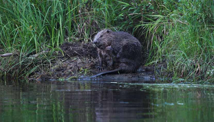 Brente bein fra bever og elg er nesten alltid å finne ved menneskenes boplasser i innlandet i eldre steinalder.