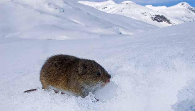Fjellmarkmus Alexandromys oeconomus kan observeres på de høyeste fjelltopper som har snøfrie områder om sommeren.