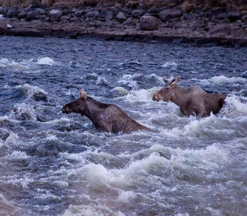 Elger krysser Slangselva i Nord-Fron kommune på trekk fra vinterbeite områder i Murudalen på veg til sommerbeiteområder i lavereliggende skogtrakter mellom Mjøsa og Randsfjorden.