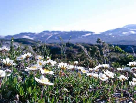 Reinrose (Dryas octopetala) tilhører de arktisk-alpine plantene og har gitt
