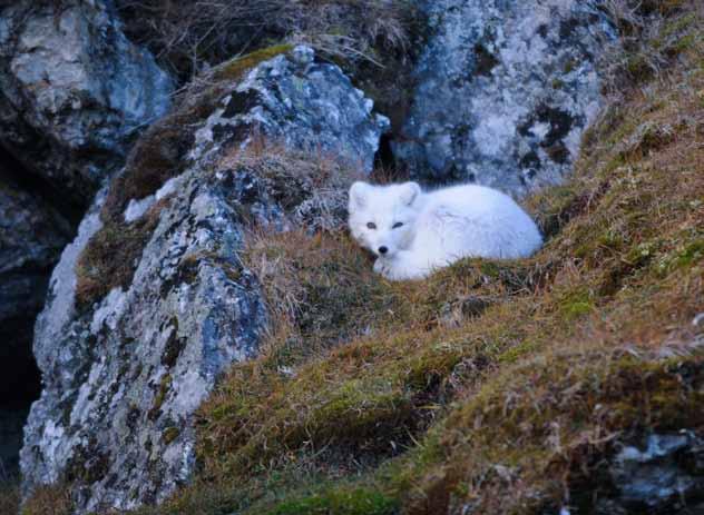 Hvilende fjellrev i vinterpels i en ur på Svalbard. Foto: Paul Granberg Fjellrev Fjellrev har hatt en utbredelse både i det nordlige og i det sentrale Europa under siste istid.