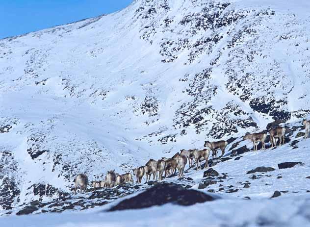 Villrein i Vest-Jotunheimen.