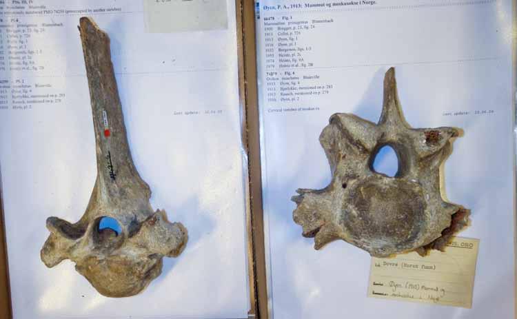 De to ryggvirvlene fra moskusfe som ble funnet i 1913 i Innset i Rennebu kommune helt sør i Trøndelag.