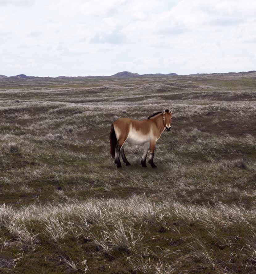 Illustrasjonen viser et steppelandskap på de nord-europeiske sletter (som også innebefatter Nordsjøfastlandet ) slik det kanskje kan ha sett ut under en kaldere periode (stadial) i midtweichsel.