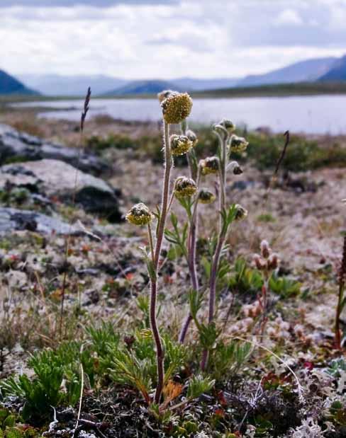 Norsk malurt Artemisia norvegica er blant fjellets pionerer i sørnorske fjellområder.