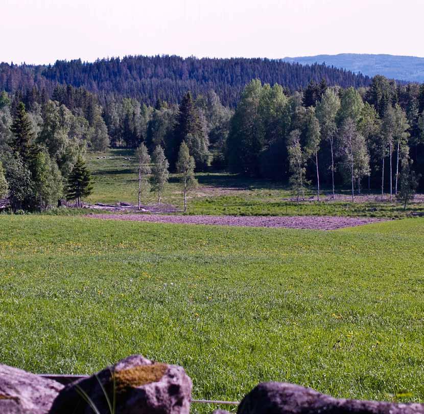 Fallgeviret på Nerby ble funnet i et myrområde. Til tross for grøfting, ble aldri området egnet til annet enn beitemark i tiden som fulgte. Her er det antatte funnstedet vist med en illustrert elg.