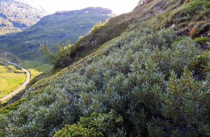 Tindved Hippophae rhamnoides er en utpreget pionerart. Den fikk en vidstrakt utbredelse på blottlagte områder i den første tiden etter at isen trakk seg tilbake.