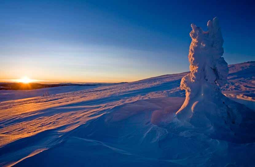 Gran Picea abies under barske klimatiske forhold i Sørøst-Norge. Under forhold med god snøbeskyttelse, kan gran vokse som en krypende busk langt over bjørkebeltet.