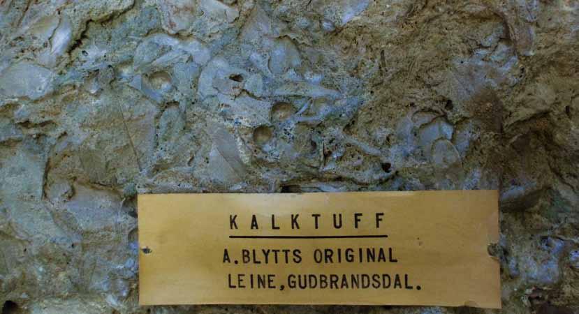 Kalktuff funnet på garden Leine i Nord-Fron kommune i Innlandet, cirka 496 meter over havet. Den ble utgravd og undersøkt av botanikeren Axel Blytt i 1891.