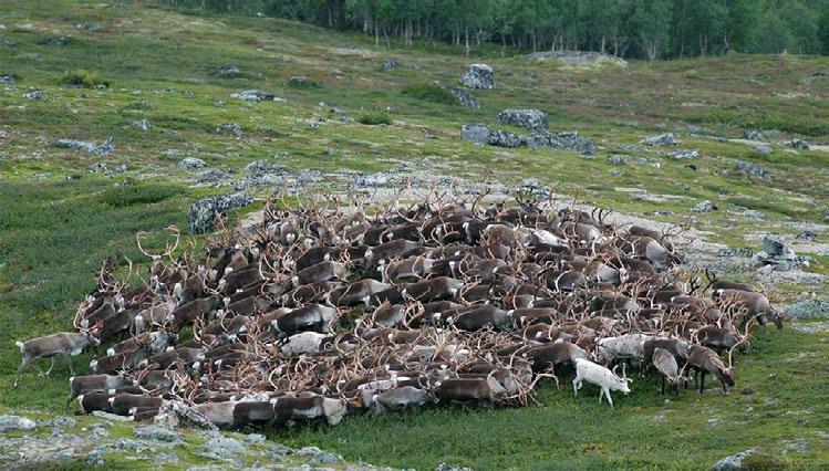 Jaktutøving og jegeratferd Vis omsyn til dyra du jaktar på og til andre jegerar du er sjeldan åleine. Villreinen ser, høyrer og luktar godt.