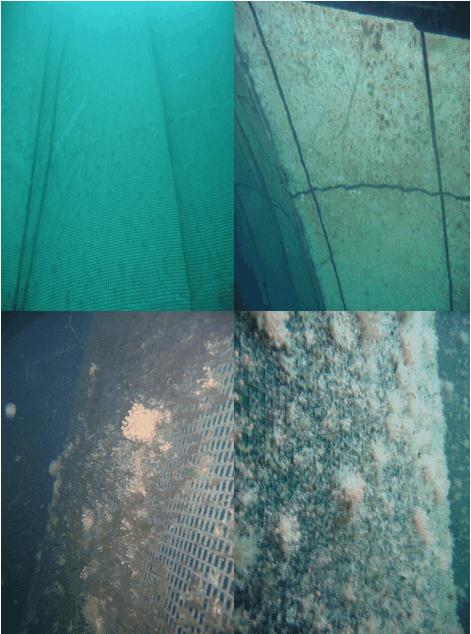 Vedlegg 2: Undervannsfotografi av merd med luseskjørt (øverst) og merd uten luseskjørt (nederst).