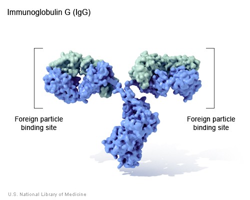 Proteiners funksjon: Immunforsvar. Eks: Immunoglubuliner Antikropper (antibodies) binder til spesifikke fremmede partikler, f.eks.