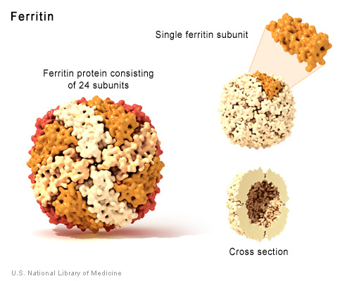 Proteiners funksjon: Transport og lagring Eks: Ferritin Proteiner som binder og transporterer atomer og små molekyler både inne i cella og rundt om i kroppen.