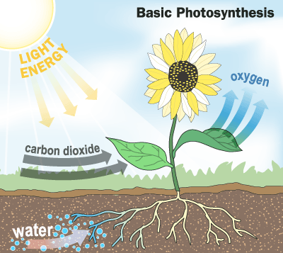 Fotosyntese: