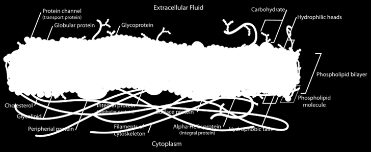 mono- di- og tri-glyserid, fosfolipid, og andre.