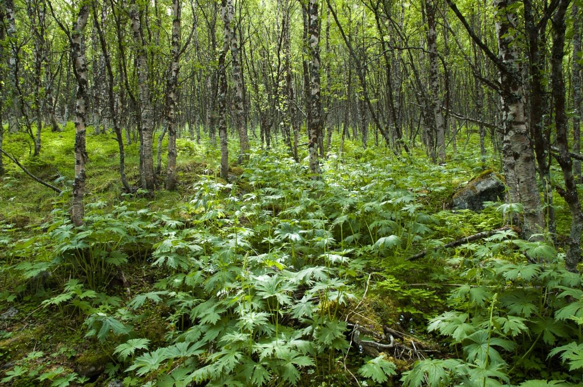 Foto: Høgstaudebjørkeskog. Dan Aamlid, Norsk institutt for skog og landskap. 5.