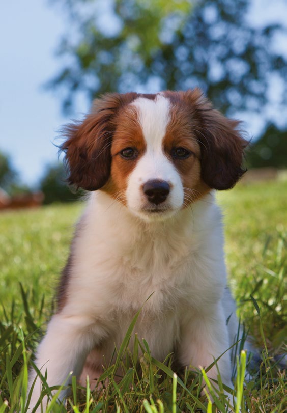 Agria Hund Forsikringsvilkår Agria