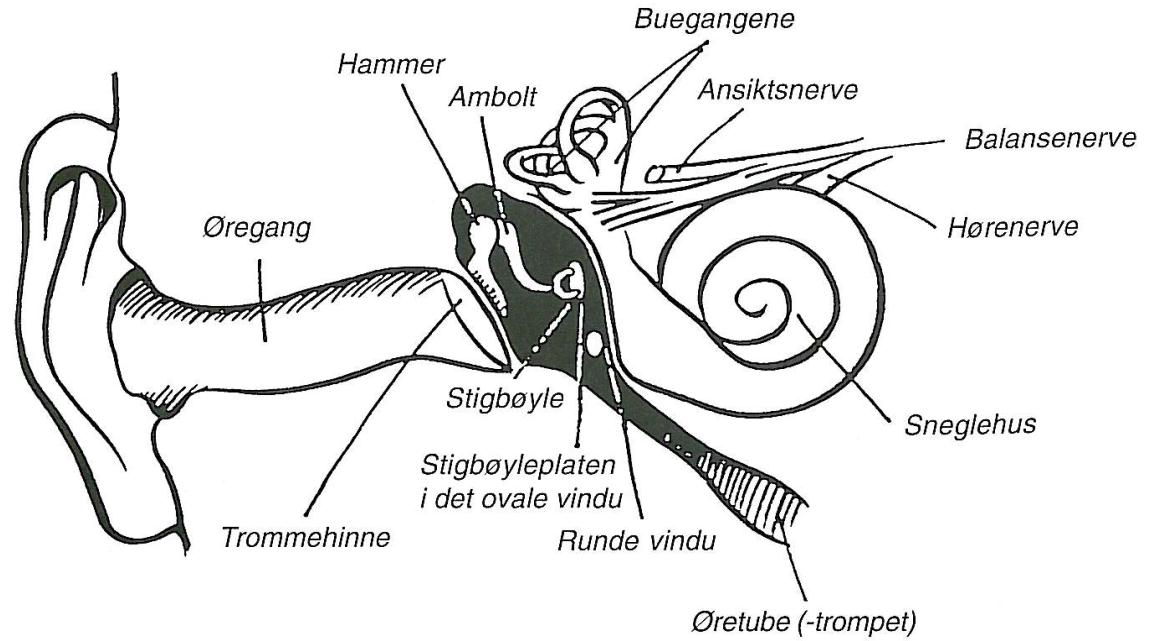 Hvordan hører vi På bildet/illustrasjonen ovenfor ser en at øret er inndelt i 3 deler. Det ytre øret, til og med øregangen.