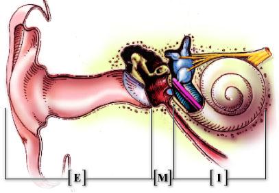 Dysfunksjon i sentrale hørselsbaner Årsaker til hørselstap Denne type hørselsvanske betegnes ofte som APD(Auditory Processing Disorder).