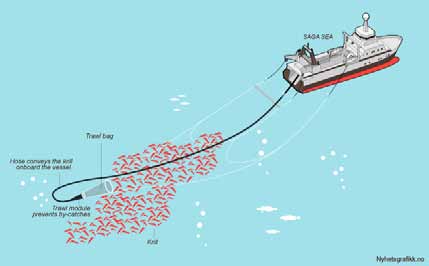 avlsarbeide. Avtalen gir BioMar tilgang til krill i flere år framover.