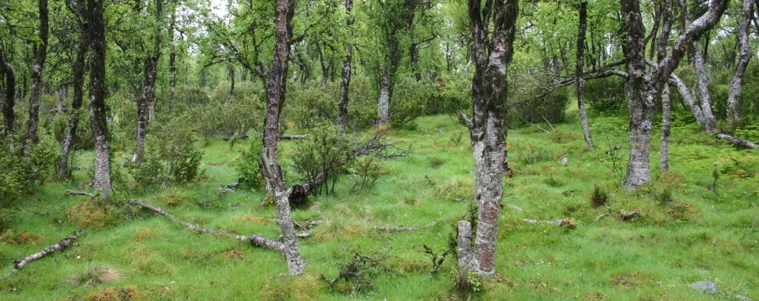 Foto: Yngve Rekdal Blåbærbjørkeskog kan utvikle tett smyledekke etter angrep frå bjørkemålar (Tolga).