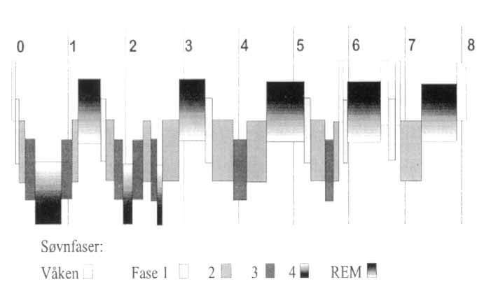 EN GOD NATTS SØVN I de ulike søvnfasene går vi gradvis fra våken tilstand over i dyp søvn og så til REM-fasen hvor de fleste drømmene forekommer. I løpet av natten varer drømmefasene stadig lenger.