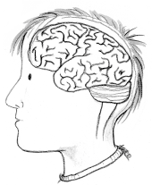 Den største delen av hjernen kaller man storehjernen (cerebrum). Den er oppdelt i to halvdeler (hemisfærer) - en høyre og en venstre.