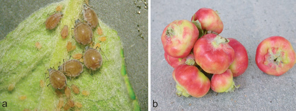 100 Skadepotensial Raud eplebladlus er ikkje så vanleg som grøn eplebladlus, men skaden lusa gjer er større.