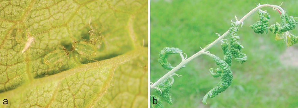 111 Frukt Figur 1.85 a) Lita plommebladlus er glinsande grøn og har korte, koniske ryggrøyr. b) Angrep av lita plommebladlus gir sterk bladkrølling. Foto: Olav Sørum. (figur 1.85).