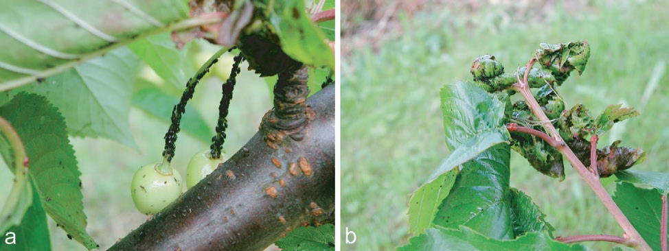 117 Frukt Figur 1.91 a) og b) Kirsebærbladlus er glinsande svarte og fører til sterk bladkrølling. Foto: Jorunn Børve.
