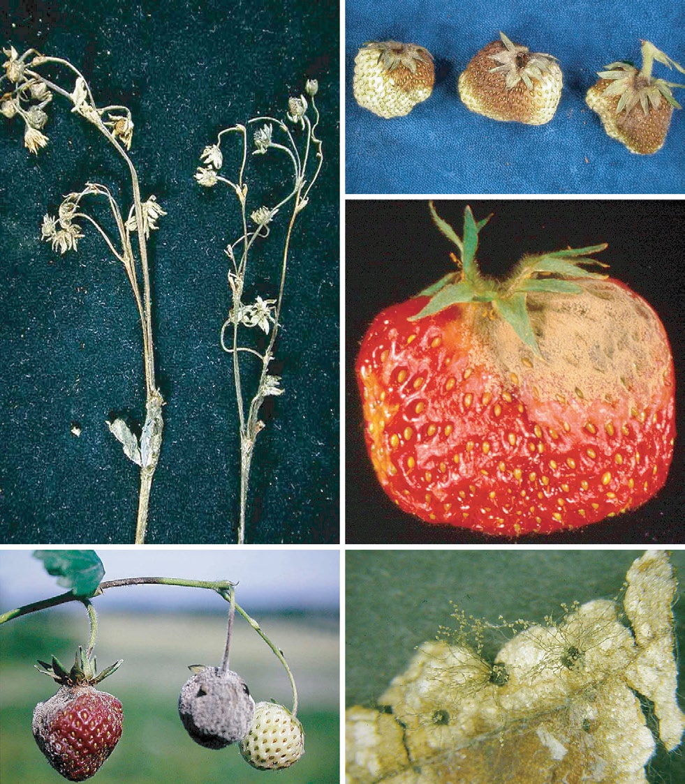 Jordbær 133 mange plantefamilier. I Norge er C. acutatum funnet på alle vanlig dyrka frukt- og bærarter, på ulike prydplanter og på ugras, sjå også omtalen av bitterråte på søtkirsebær (side 74).