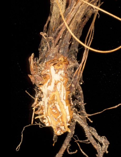 Foto: Rolf Langnes. Honningsopp er forårsaket av stilksporesoppen Armillaria mellea. Soppen danner et hvitt mycel som sees lett ved gjennomskjæring av rotstokken på angrepne planter.