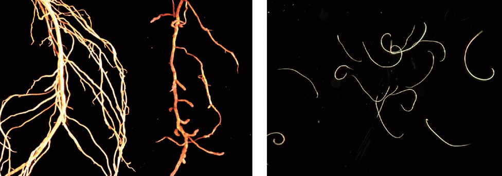 155 Figur 2.27. a) Til høyre rot av jordbær angrepet av nålnematode. Frisk rot til venstre.b) Nålnematoden Longidorus elongatus er vår lengste planteskadelige nematode. Foto: Bonsak Hammeraas.