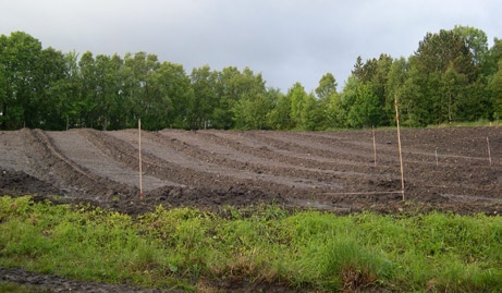 Et avlangt, ovalt hull på 20x25cm slipper opp rikelig med nye skudd. Til sorten Veten har en anbefalt 50 cm mellom plantene i raden, og 8 årsskudd pr. meter rad når feltet er i vanlig produksjon.