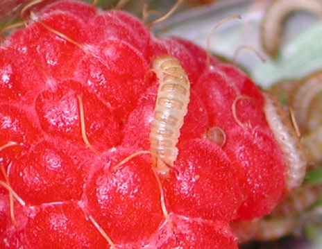 176 Næringsgnag på knopper og blad Parring og egglegging ved blomstring T>15 C: Billa flyr, gjerne til hegg eller epleblomst for å spise pollen Den voksne kryper opp på plantene 2-4 uker før