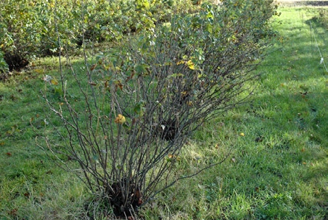 185 Symptom Soppen er lett å kjenne på det hvite belegget som dannes på blad, skuddtopper, blomster og bær.