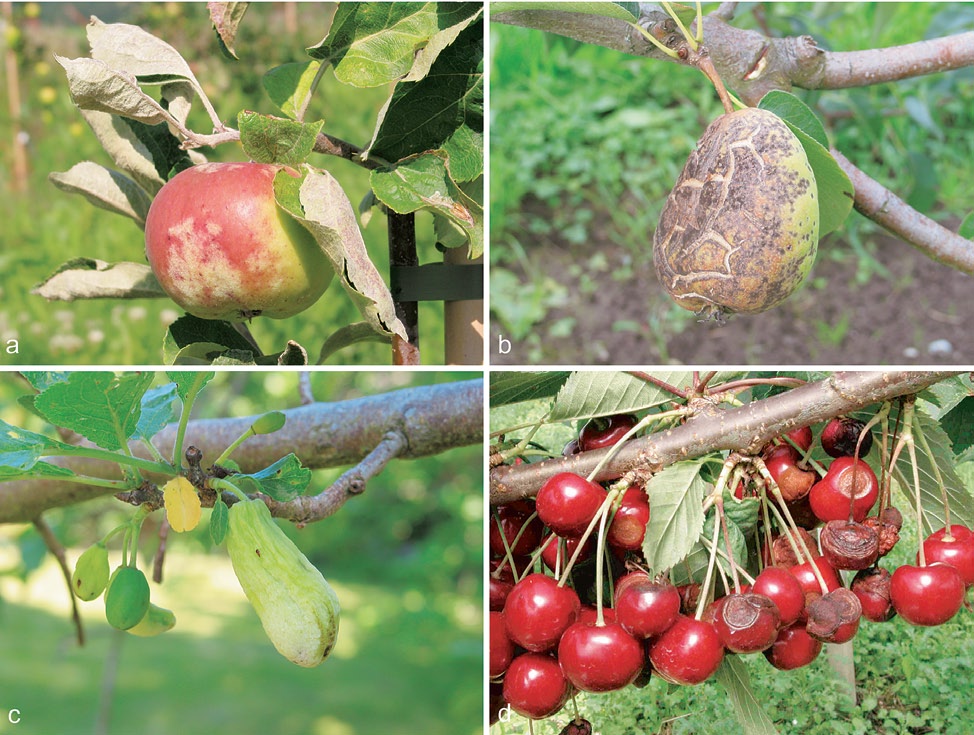 23 Frukt Figur 1.11 Sjukdomar kan gjera stor skade i alle fruktslag, både på treet (produksjonsapparatet) og på frukta (produktet).
