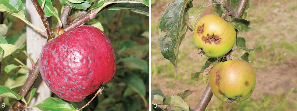 c) Misforma frukter av plommesorten Czar på grunn av plommepung. d) Bitterròte kan gjera stor skade på frukta hos søtkirsebær.