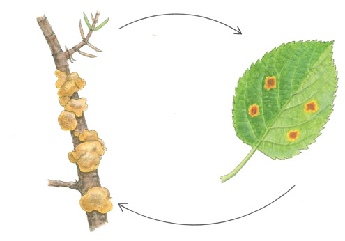 Livssyklus/biologi Eplerust har tvungen vertveksling mellom vanleg einer (Juniperus communis) og eple. Soppen lever som fleirårig mycel i barken hos einer.