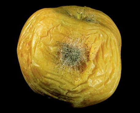 Figur 1.27 Skjeggmugg. Foto: Arne Stensvand. Bleikròte, som skuldast angrep av soppen Phytophthora cactorum og andre Phytophthora-artar, er ein vanleg ròte på eple hos oss.