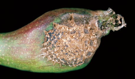 Andre sjukdomar i pære Hagtornrust skuldast angrep av soppen Gymnosporangium clavariiforme, som har tvungen vertveksling mellom vanleg einer (Juniperus communis) og hagtorn (Crataegus).