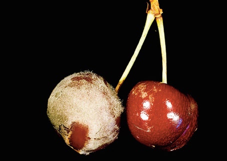 årsak til ròte i søtkirsebær, men er ein viktigare skadegjerar i kjernefrukt (side 49).
