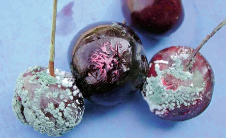76 Figur 1.56 a) og b)storknolla ròtesopp på søtkirsebær. b)syner også mycel og kvileknollar ved dyring på kunstig vekstmedium. Foto: a) Jorunn Børve, b) Rolf Langnes.