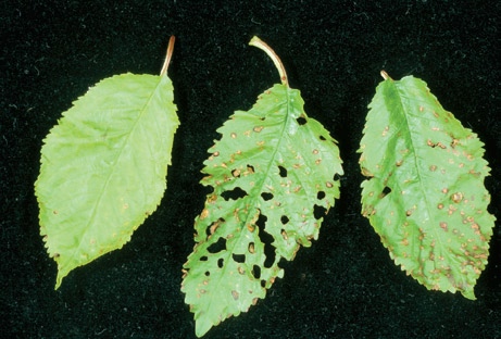 Bringebær-ringflekkvirus (Raspberry ringspot virus) er årsak til såkalla raspeblad hos kirsebær. I starten av infeksjonen ser vi gule, samanvaksne flekkar og blada vert deformerte.