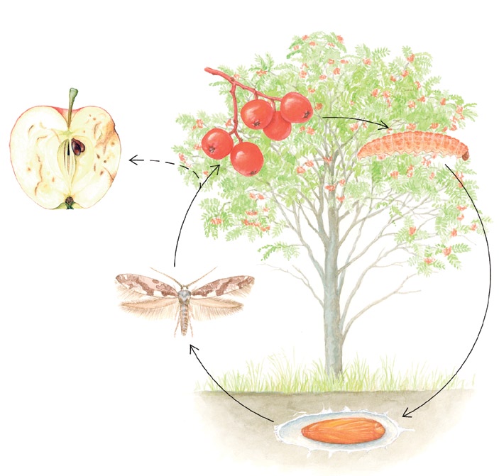 Fleire artar snylteveps, mellom anna Microgaster politus, parasitterar larvene til rognebærmøllen, og andelen parasitterte larver kan variere.