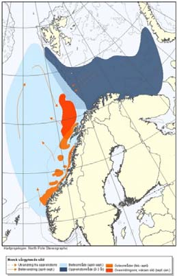 Figur 4-1 De viktigste gytefeltene for sild (venstre), torsk(midten) og sei (høyre) (www.imr.no).