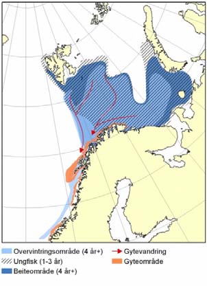 Norsk vårgytende sild er en vandrende bestand som beiter i Norskehavet om sommeren, men gyter langs norskekysten og vokser for det meste opp i Barentshavet. 4.