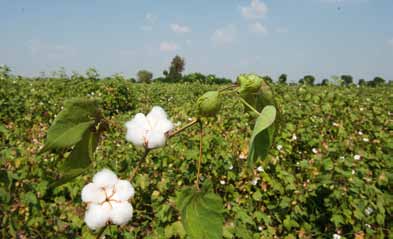 Arbeider for bærekraftig bomull KappAhl kjøper årlig 7 400 tonn bomull.