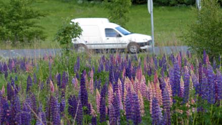 Massehåndtering og graving Dersom det skal graves eller fjernes masser der det er lupin skal disse massene: håndteres lokalt slik at plantene ikke spres til nye steder eller deponeres i varig deponi